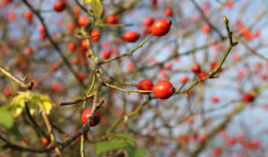 Nevşehir’in Doğal Hazinesi Kuşburnu: Osmanlı’dan Günümüze Uzanan Miras