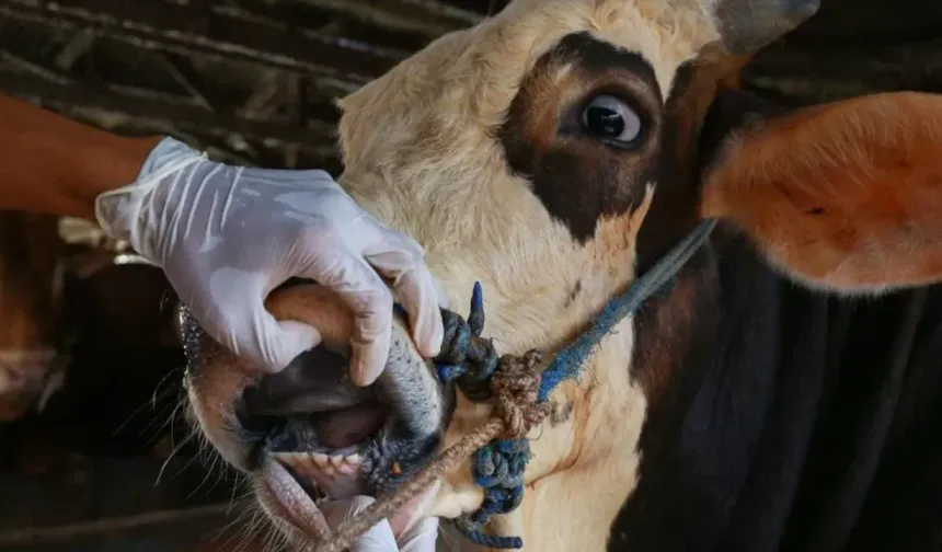 Nevşehir’de Şap Hastalığı Çiftçileri Endişelendiriyor