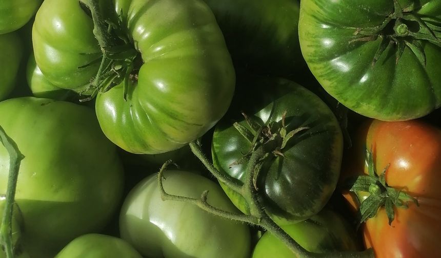 Nevşehir'de ücretsiz ata tohumu dağıtacak