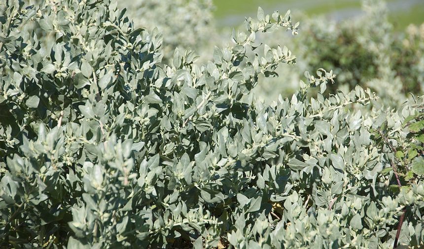 Nevşehir’de Bir İlk: Hacıhalilli Köyüne Tuz Çalısı Dikilecek