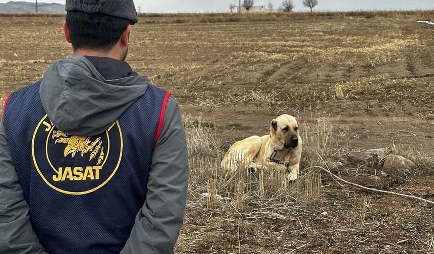 Nevşehir’de Köpek Dövüşüne Jandarma Baskını