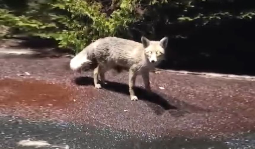 Nevşehir'de Aç Kalan Tilkinin İmdadına Hastane Görevlisi Yetişti