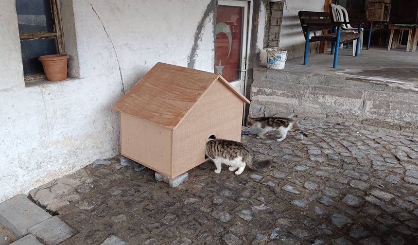 Nevşehir İbrahimpaşa Köyü’nde Kediler İçin Kulübe Yapıldı