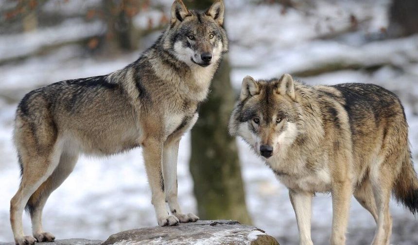 Hacıbektaş’ta İki Kurt Köy İçine Kadar İndi