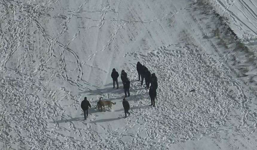 Nevşehir’de Köpek Dövüşüne Jandarma Baskını