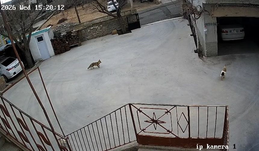 Nevşehir'de tilki onlarca tavuğu telef etti