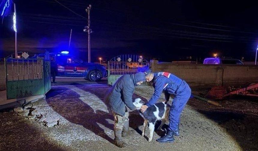 Nevşehir’de Büyükbaş Hayvan Hırsızlığı Aydınlatıldı: 5 Şüpheli Tutuklandı