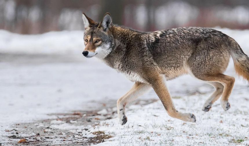 Nevşehir’de Aç Kalan Kurt Şehir Merkezine İndi