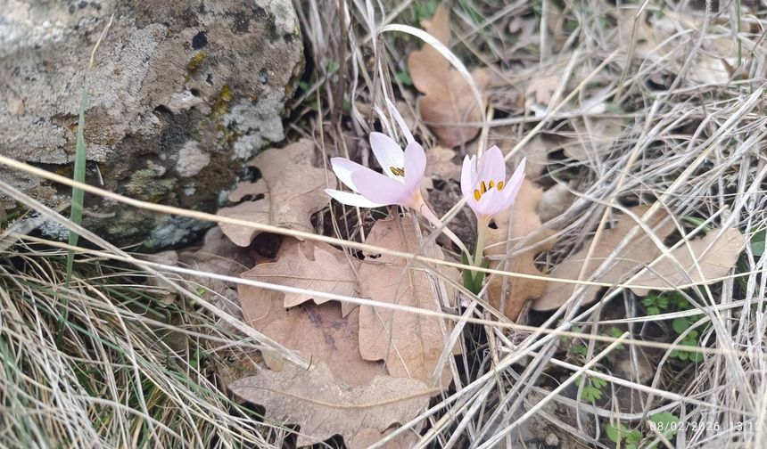 Nevşehir’de Bahar Erken Geldi