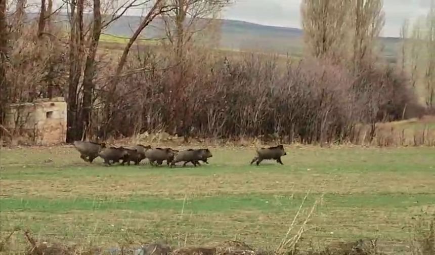 Avanos’ta domuz sürüsü görüntülendi | Video