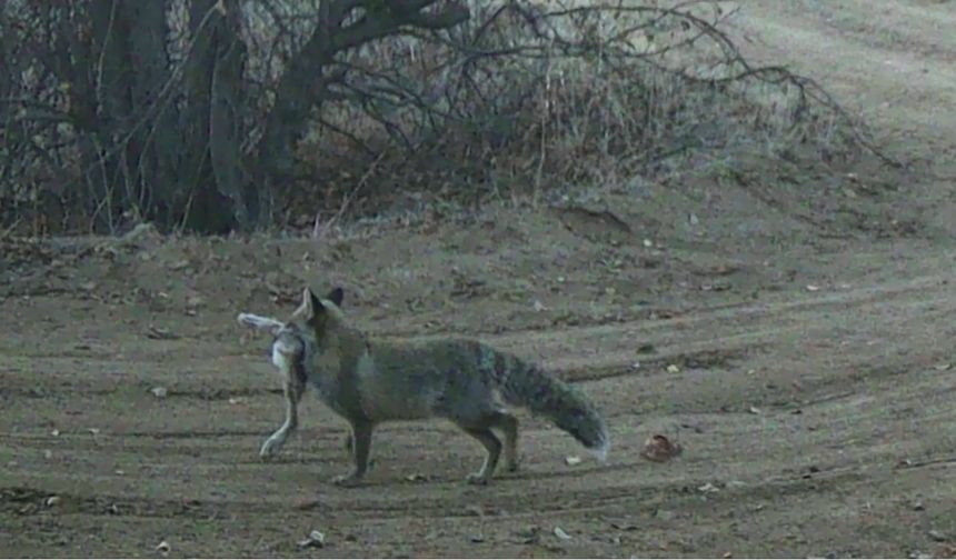 Nevşehir’in Yaban Hayatı Belgelendi
