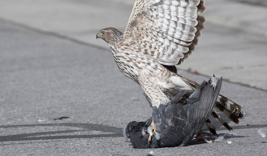 Nevşehir’de şahin güvercini pençesiyle yakaladı