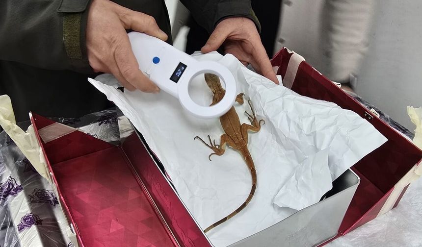 Nevşehir’de Kaçak İguana Koruma Altında