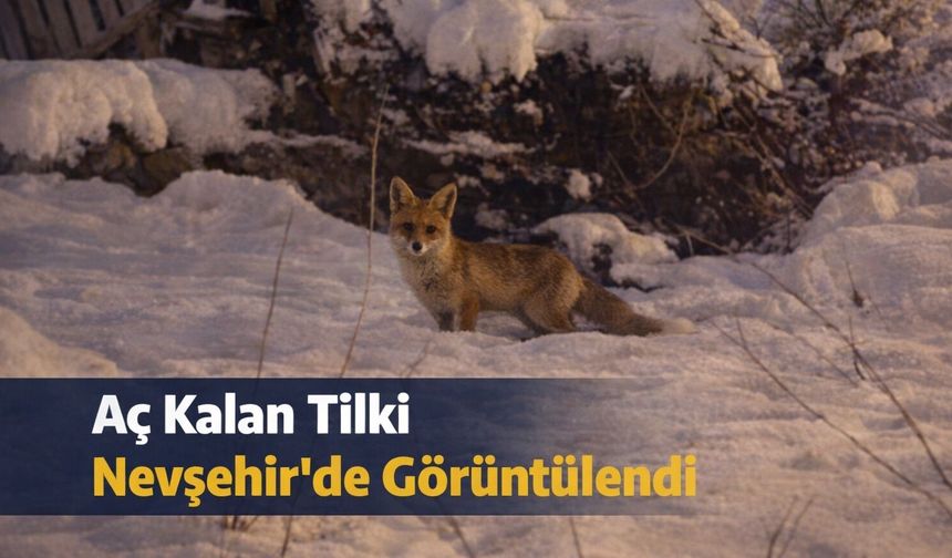 Nevşehir'de Aç Kalan Tilki Mahalleye İndi