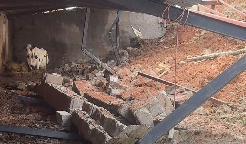 Özkonak’ta Çiftlik Çöktü, 1 Büyükbaş Telef Oldu