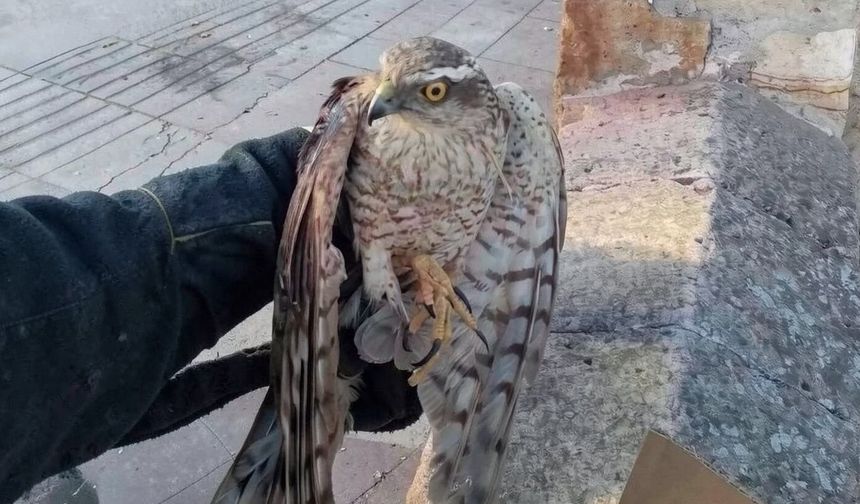 Gülşehir'de yaralı kerkenez kuşu bulundu