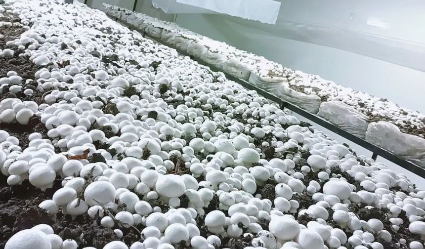 Ürgüp Sofular Köyü’nde Aylık 60 Ton Hitit Mantarı Üretiliyor