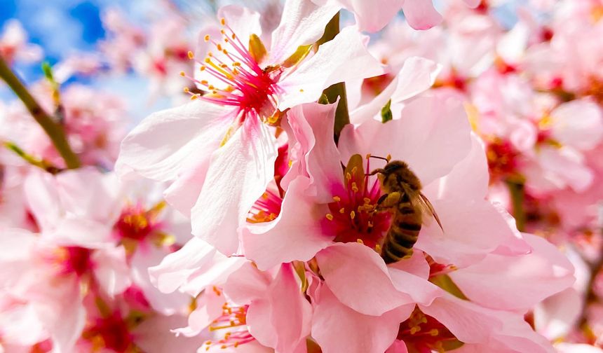 Nevşehir'e Bahar Geldi, Ağaçlar Çiçek Açtı