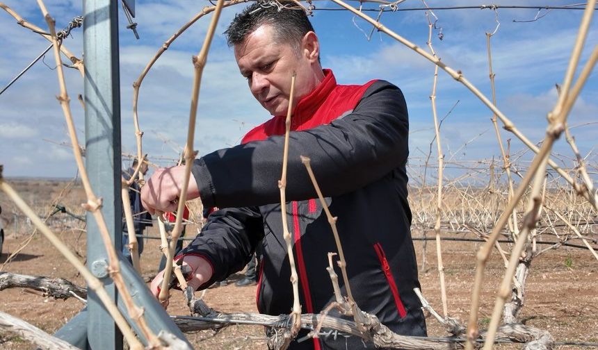 Nevşehir’de Bağlarda Budama Sezonu Başladı
