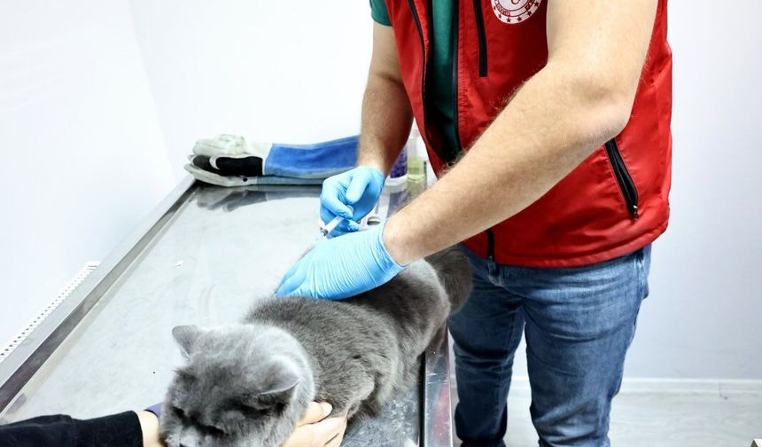 Çipsiz ve Aşısız Hayvan Kalmasın!