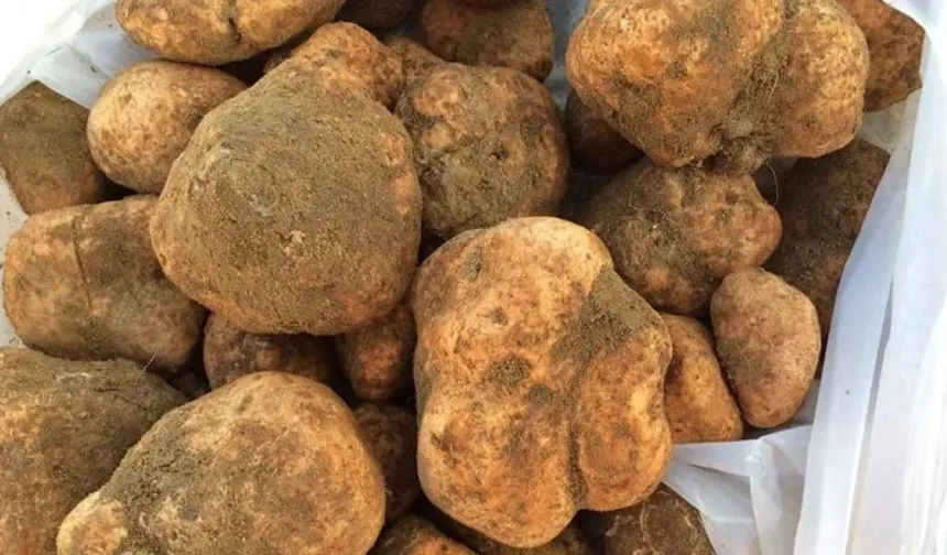 Nevşehir'de altın arar gibi arıyorlar! Şifa dağıtıyor