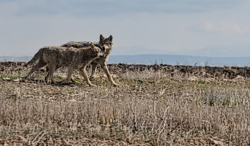 Kozaklı’da kurt görüntüleri tedirgin etti