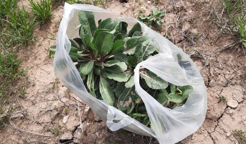 Nevşehir'de "hardal" otunun inanılmaz faydaları