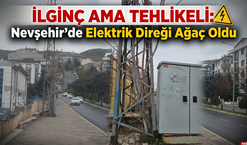 Nevşehir’de Direğin İçinden Ağaç Çıktı