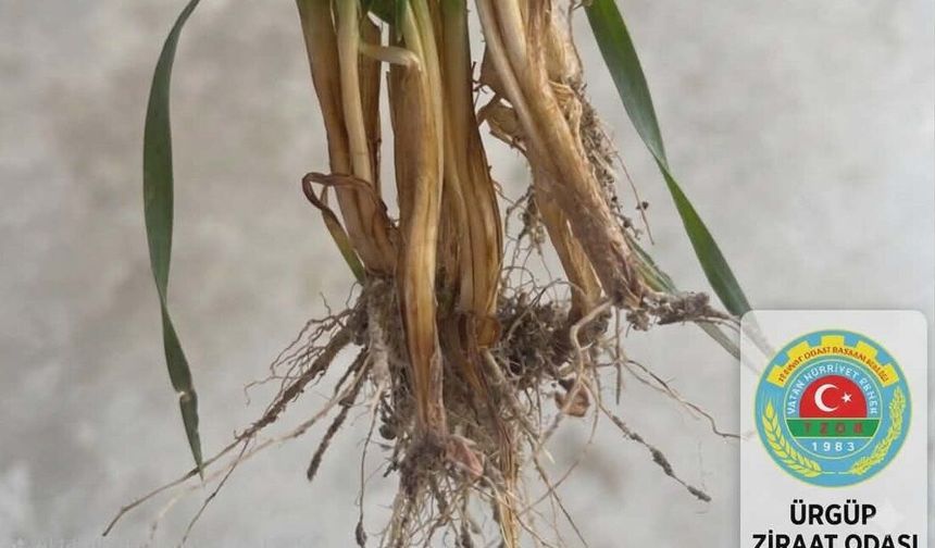 Nevşehirli Buğday Üreticilerine Uyarı: Kök Çürüklüğü Tehlikesi