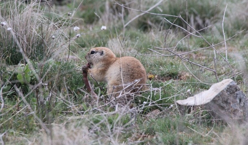 Nevşehir'de Bozkırın Sevimli Yüzleri: Gelengiler