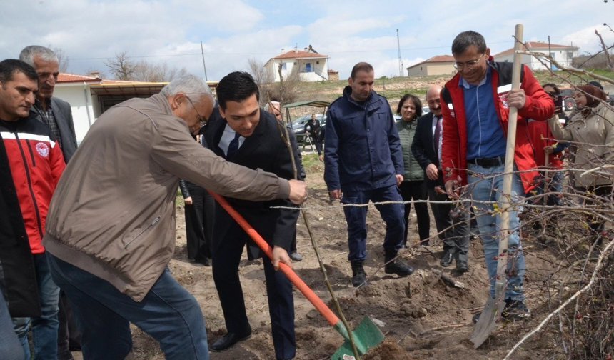 Kozaklı Çağşak Köyü’nde 500 Fidan Toprakla Buluştu