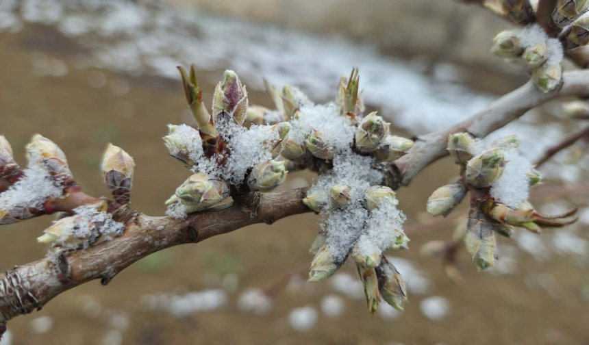 Bahar Donu Kapıda: Üreticiye Kritik Uyarı!