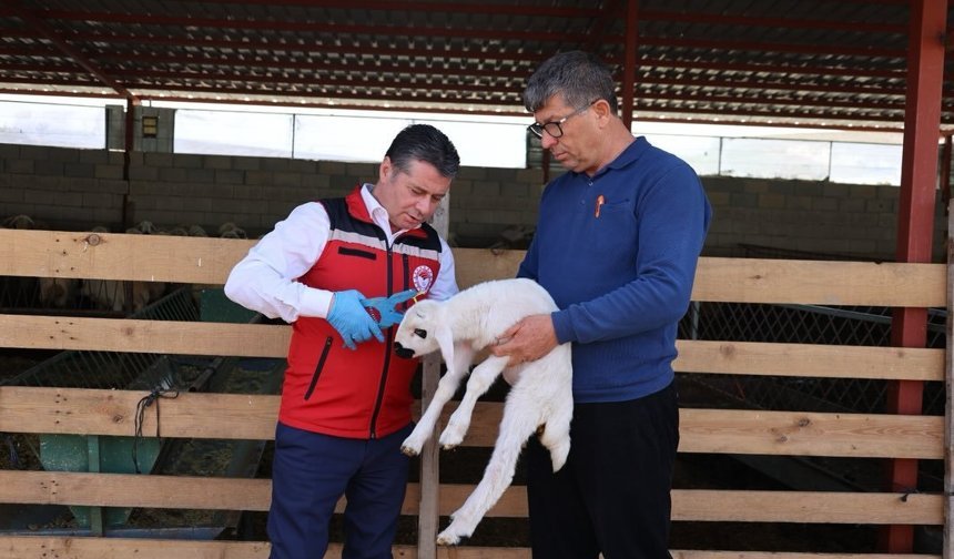 Nevşehir’de Küpeleme ve Aşılama Çalışmaları