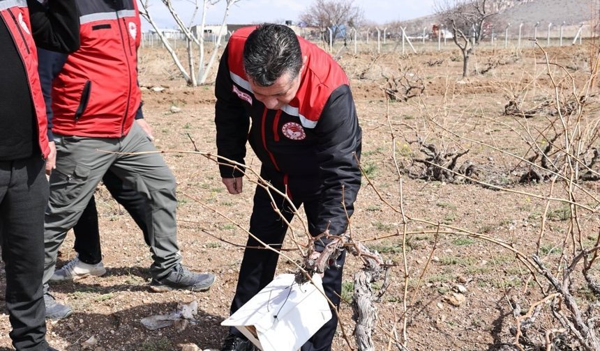 Nevşehir’de bağlara feromon tuzaklar yerleştirildi