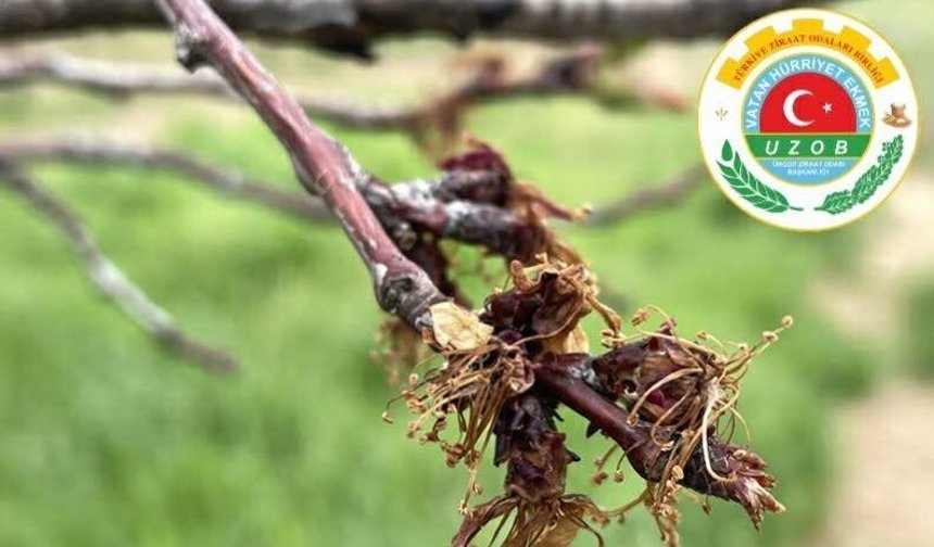 Ürgüp Ziraat Odası’ndan Monilya Hastalığına Karşı Uyarı