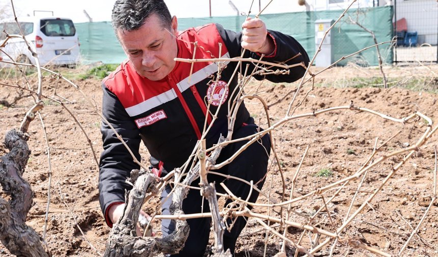 Nevşehir Bağları Yeni Sezona Hazırlanıyor