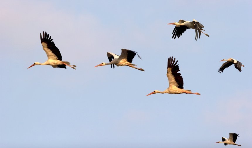 Leylek sürüsü Ürgüp’te böyle görüntülendi