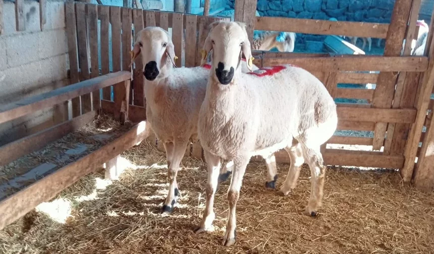 Nevşehir'de kurbanlık fiyatları belli oldu