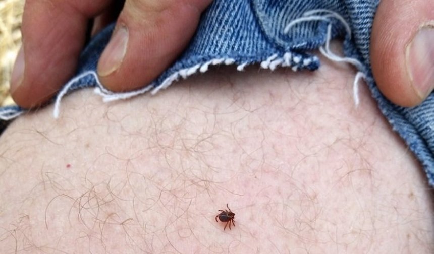 Nevşehir'de Kene Riskine Dikkat!