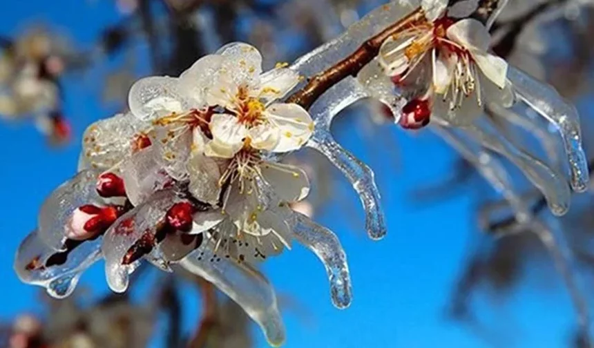 Nevşehir’de Zirai Don Alarmı!