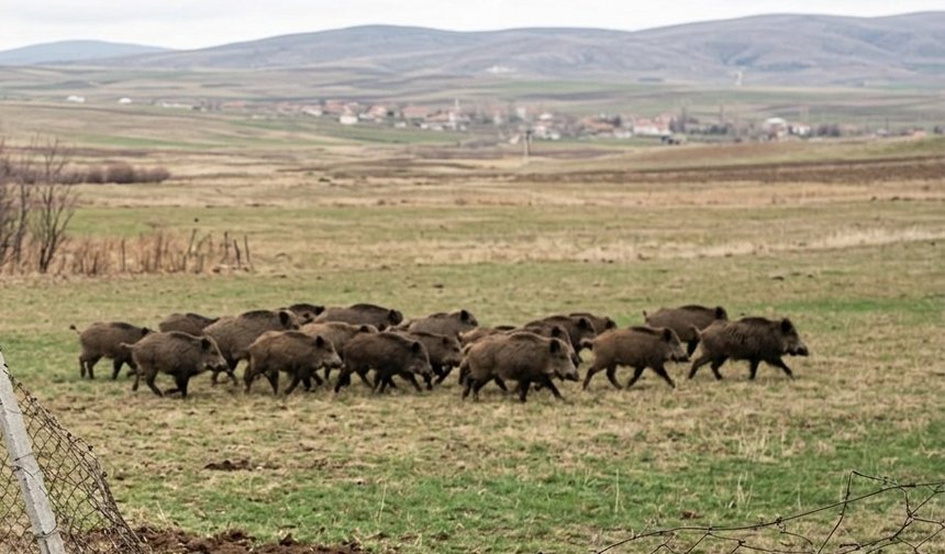 Kozaklı'da yaban domuz sürüsü: Çiftçiler tedirgin