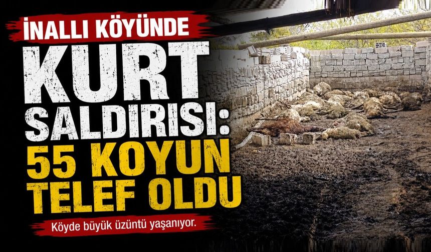 İnallı'da Kurt Saldırısı: 55 Koyun Telef Oldu