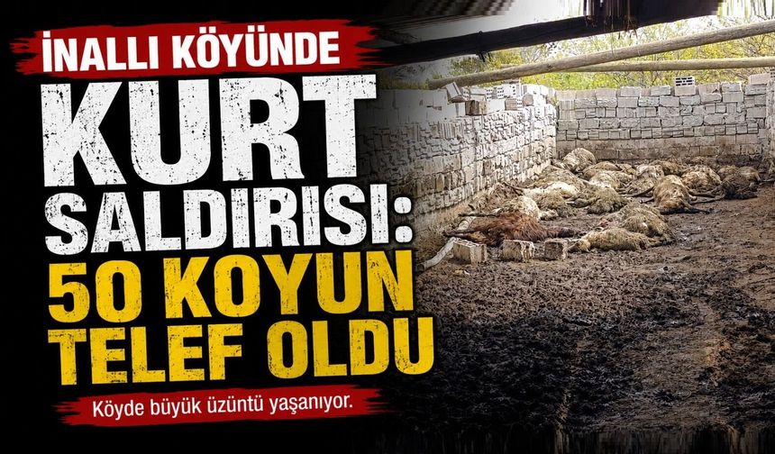 Nevşehir’de Kurt Saldırısı: 50 Koyun Telef Oldu