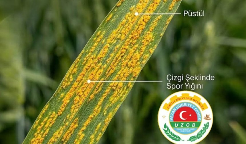 Buğdayda Verim Tehdidi: Sarı Pas Hastalığına Karşı Uyarı