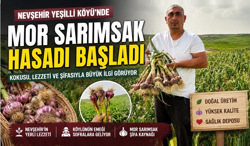 Nevşehir’de “Mor Sarımsak” Bereketi