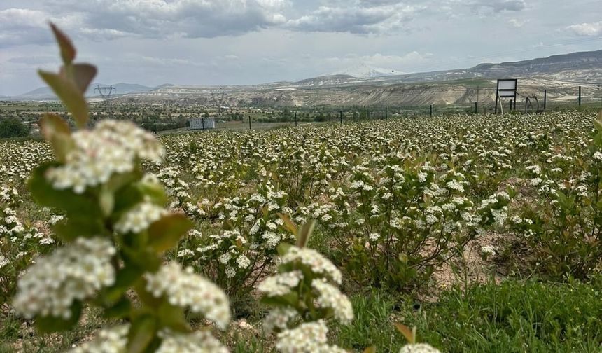 Avanos’ta Aronya Bahçeleri Çiçek Açtı