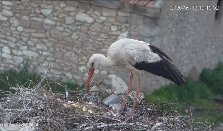 “Gurbet” ve “Garip”in Yeni Yavruları Kamerada