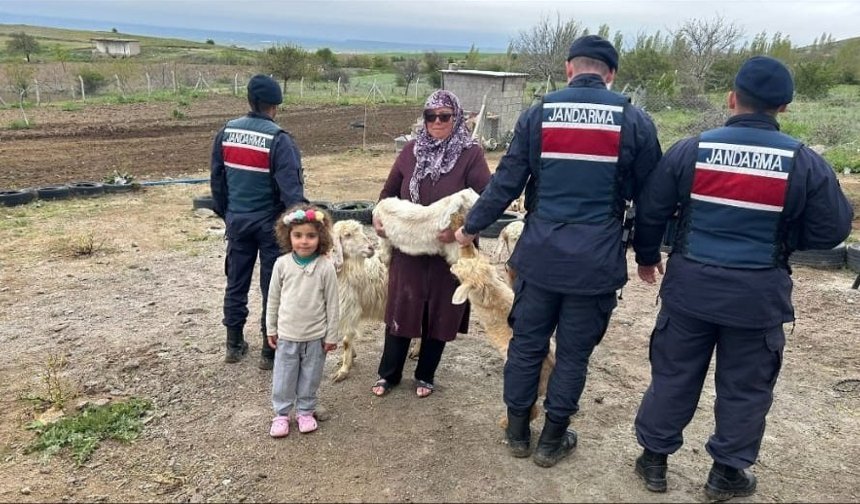 Gülşehir’de Kayıp Keçileri Jandarma Buldu