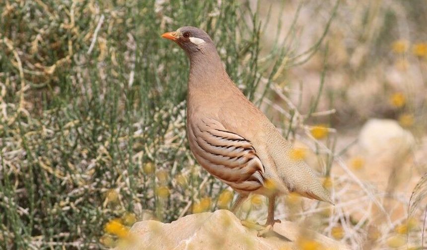 Kum ve Çil Kekliği Avı Nevşehir’de Yasaklandı