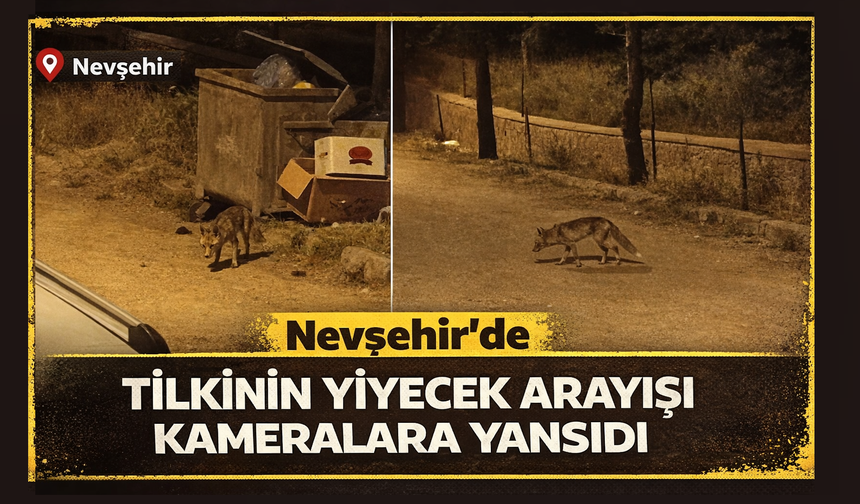 Nevşehir’de Aç Tilki Sokaklara İndi